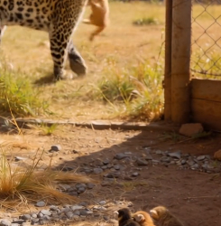 A1305002 Heroic Golden Retriever Rescues Mom-Cat! (Part 2)