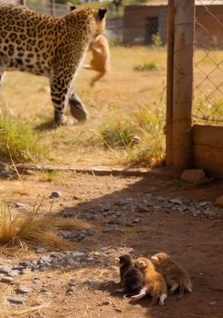 A1305002 Heroic Golden Retriever Rescues Mom-Cat! (Part 2)