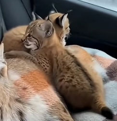 A1305005 I rescued an unconscious lynx (Part 2)