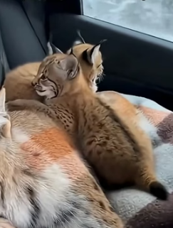 A1305005 I rescued an unconscious lynx (Part 2)