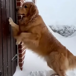 A1305003 Dog and old woman save the abandoned kitten❤️