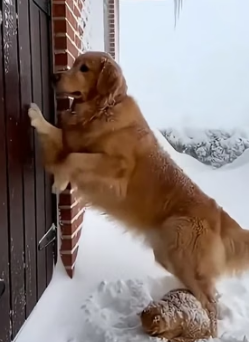 A1305003 Dog and old woman save the abandoned kitten❤️