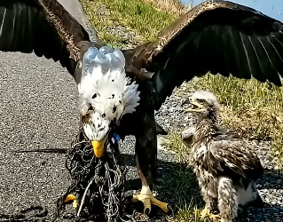 A0205019 Rescuing a Bald Eagle Trapped by the Road — Its Eaglet Crying Beside It (Part 2)