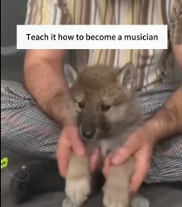 H1205008 mother wolf entrusted her baby to me (Part 2)