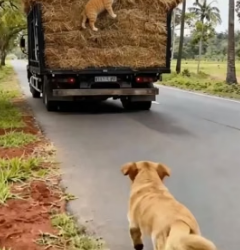 A1405006 Golden Retriever Stops Truck Driver Frees cat Rope (Part 2)