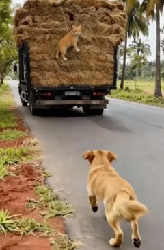 A1405006 Golden Retriever Stops Truck Driver Frees cat Rope (Part 2)