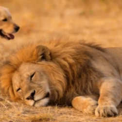 A1405002 Golden Retriever Saving future King of Savannah (Part 2)