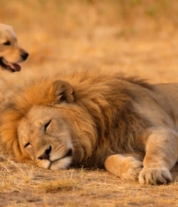 A1405002 Golden Retriever Saving future King of Savannah (Part 2)