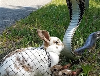 A0205021 Rescuing a Mother Rabbit and Her Baby Rabbit Attacked by a Snake Near the Forest Edge (Part 2)