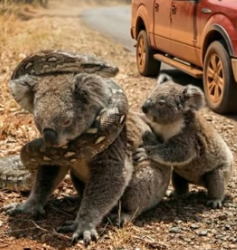 Y1105018 Brave Woman Pulls Koala Giant Python Grip (Part 2)