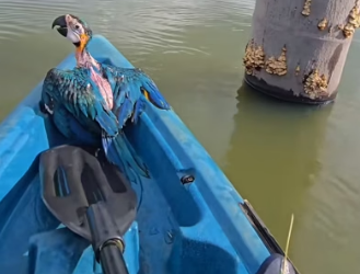 H1403006 While fishing, I unexpectedly found a parrot trapped on the water. I rescued her and then (Part 2)