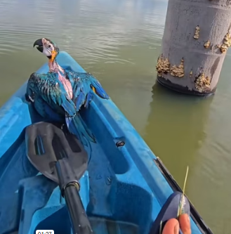 H1403006 While fishing, I unexpectedly found a parrot trapped on the water. I rescued her and then (Part 2)