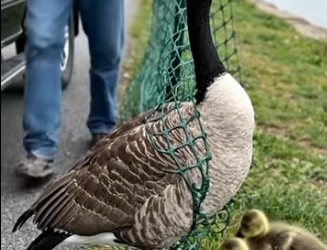 A0205006 When a man rescues a mother Canada goose trapped in a fence — two goslings wait in panic (Part 2)