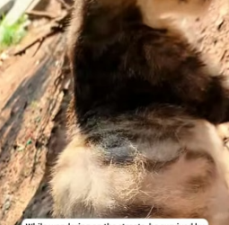 H1403004 I rescued a little stray kitten with a huge belly,and then (Part 2)