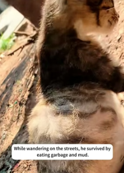 H1403004 I rescued a little stray kitten with a huge belly,and then (Part 2)