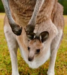 R1505009 A man rescued a kangaroo that had fallen into a hole. Luckily, it was unharmed (Part 2)