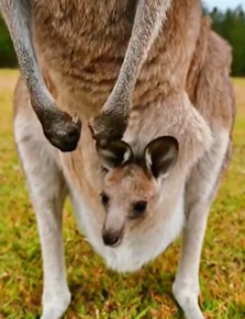 R1505009 A man rescued a kangaroo that had fallen into a hole. Luckily, it was unharmed (Part 2)