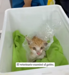 R1505004 I can’t imagine what this kitten must have gone through (Part 2)