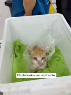 R1505004 I can’t imagine what this kitten must have gone through (Part 2)