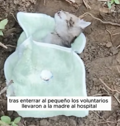 R1505010 The mother cat discovered her kitten had stopped breathing! She gently stroked its head with her paw (Part 2)