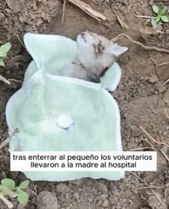 R1505010 The mother cat discovered her kitten had stopped breathing! She gently stroked its head with her paw (Part 2)