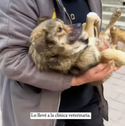R1505001 I encountered a stray dog ​​that had been hit by a car (Part 2)