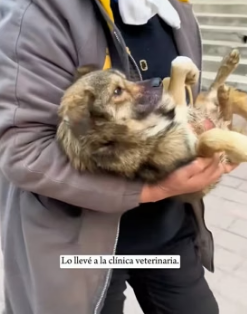R1505001 I encountered a stray dog ​​that had been hit by a car (Part 2)