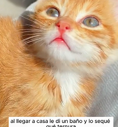 R1505011 I saw a stray kitten in the corner, and it was so cute! I decided to adopt it! (Part 2)