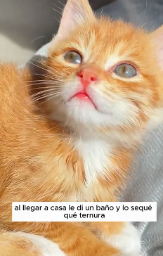 R1505011 I saw a stray kitten in the corner, and it was so cute! I decided to adopt it! (Part 2)