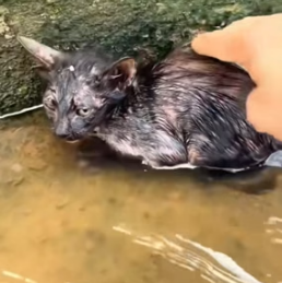 R1505014 The man saw a kitten trapped in the water (Part 2)