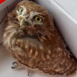 R1505017 One day, we found a small owl in the middle of the road (Part 2)