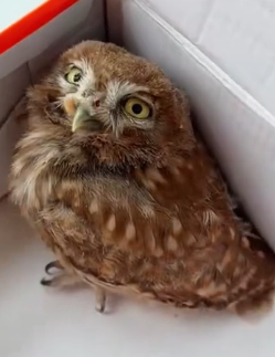 R1505017 One day, we found a small owl in the middle of the road (Part 2)