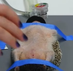 R1505013 I found a small hedgehog trapped in a fence, so I decided to rescue it (Part 2)