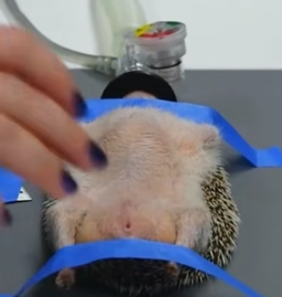 R1505013 I found a small hedgehog trapped in a fence, so I decided to rescue it (Part 2)