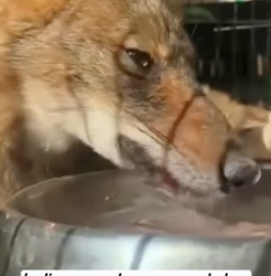 R1505005 A wolfhound is about to drown in the water (Part 2)