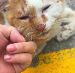 R1505016 A cat was lying in the middle of the road. As the woman approached, it waddled toward her (Part 2)