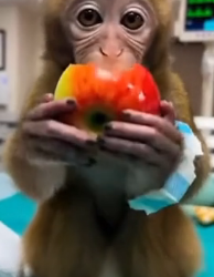 A1505017 Dad Monkey Came To My House For His Dying Son (Part 2)
