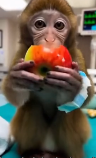 A1505017 Dad Monkey Came To My House For His Dying Son (Part 2)