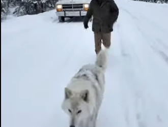 A0205028 A Mother Arctic Wolf Pleads with an Old Man to Save Her Baby! (Part 2)