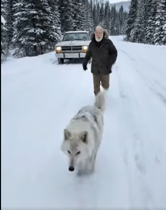 A0205028 A Mother Arctic Wolf Pleads with an Old Man to Save Her Baby! (Part 2)