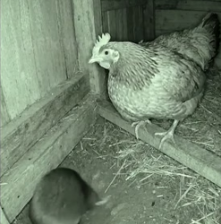 A1505005 Snake Attack! Brave Moles Save Tiny Chick (Part 2)