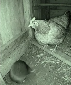 A1505005 Snake Attack! Brave Moles Save Tiny Chick (Part 2)