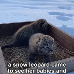 A1505016 Hero Snow Leopard Saves Lynx Cat Mother From Cougar (Part 2)