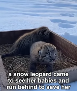 A1505016 Hero Snow Leopard Saves Lynx Cat Mother From Cougar (Part 2)