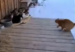 A1505015 Moment when Cats rescued Puppy (Part 2)