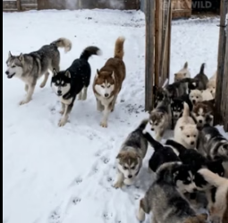 A1505003 A Wolf Snatched a Lamb… Then the ENTIRE Husky Pack Showed Up! (Part 2)