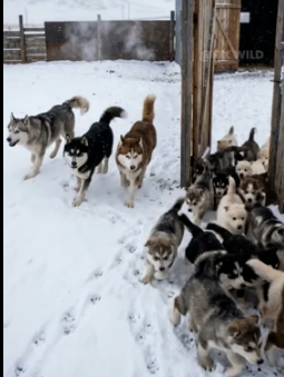 A1505003 A Wolf Snatched a Lamb… Then the ENTIRE Husky Pack Showed Up! (Part 2)