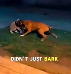 A1505011 Boxer Headbutts Lynx to Save Tiny Kitten—Now Her Forever Guard! (Part 2)