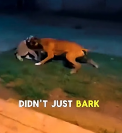 A1505011 Boxer Headbutts Lynx to Save Tiny Kitten—Now Her Forever Guard! (Part 2)