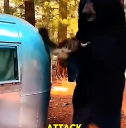 A1505010 Giant Cat Battles Bear to Save Puppy—Now Puppy Guides Blind Hero! (Part 2)